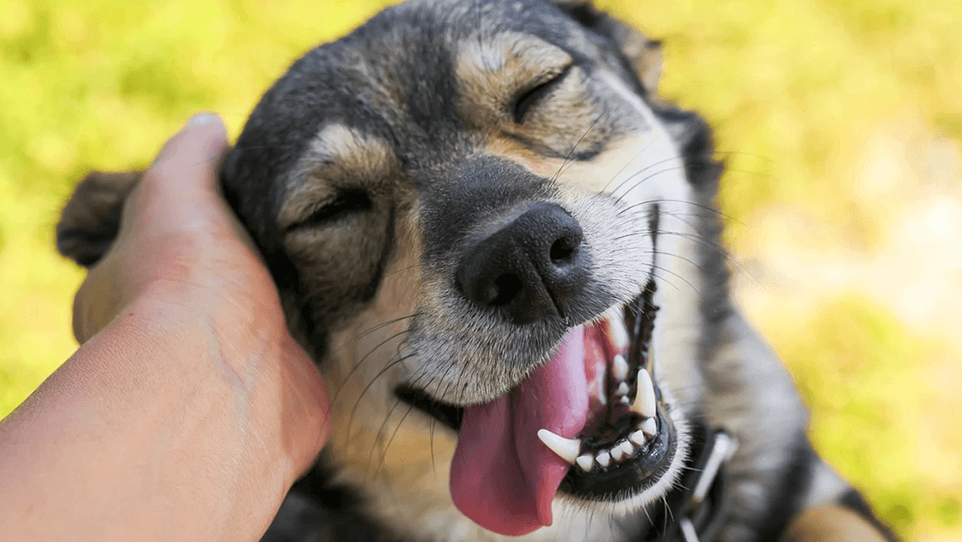 Here’s Why You Should Consider Adopting Adult Dogs and Cats