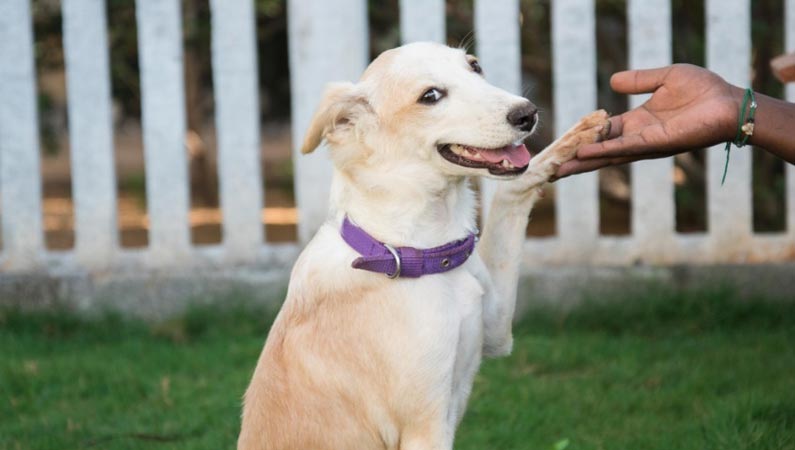 iadopt-happy-Senior-Dog cute Dog at the garden