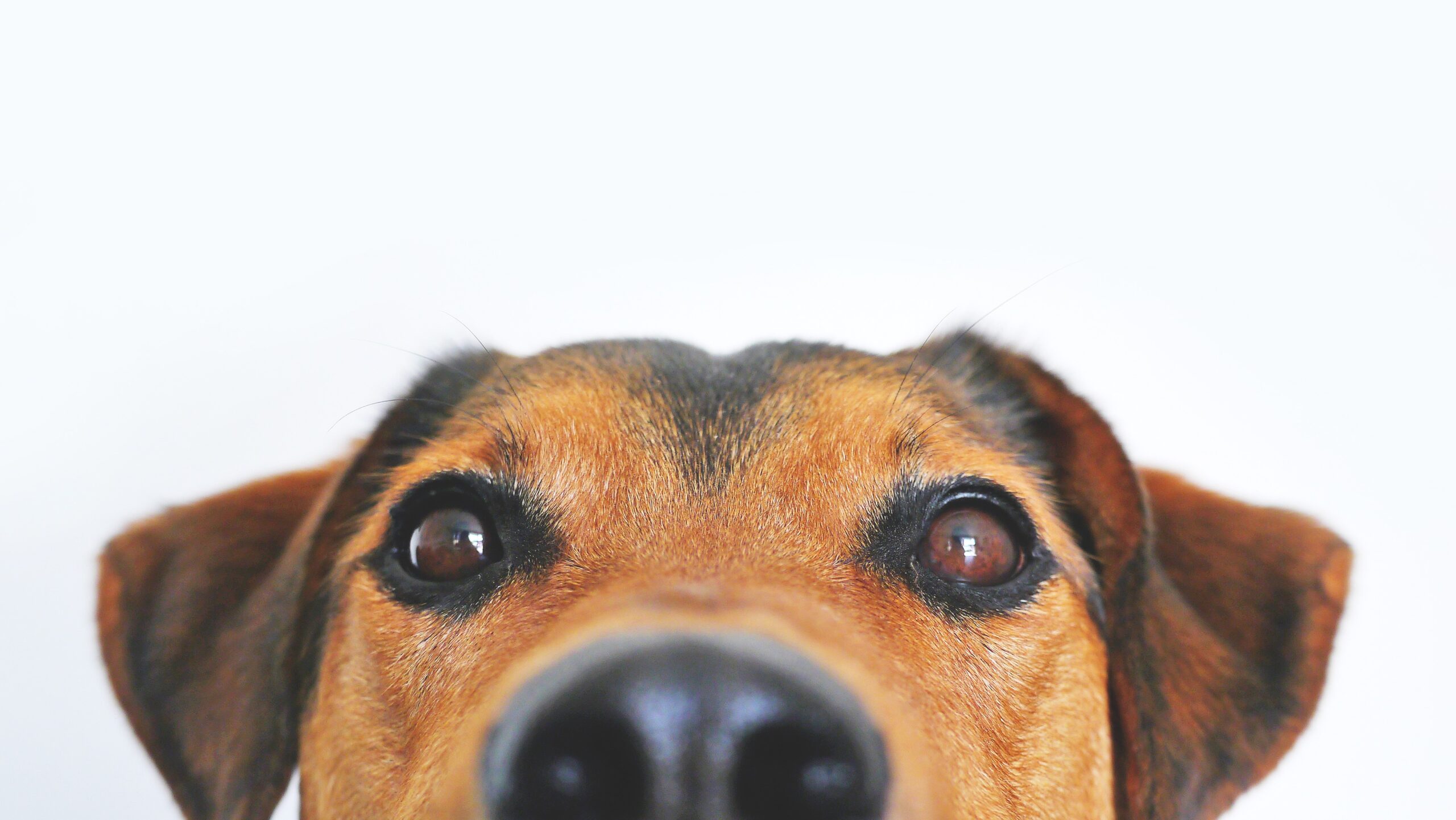 dog smell butt
