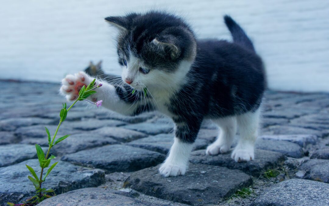 How to Keep Your Cat Happy