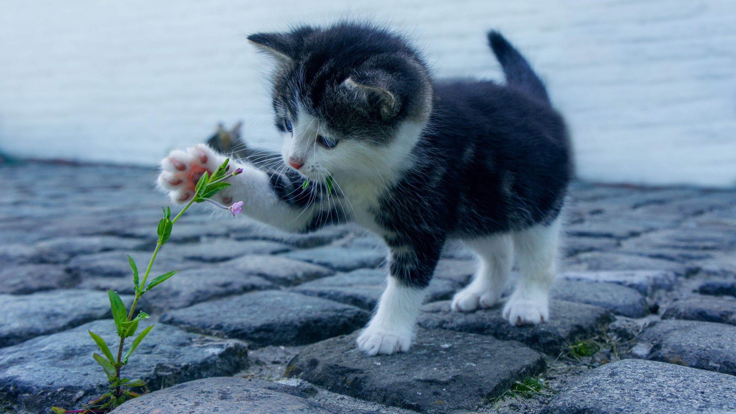 keep cat happy