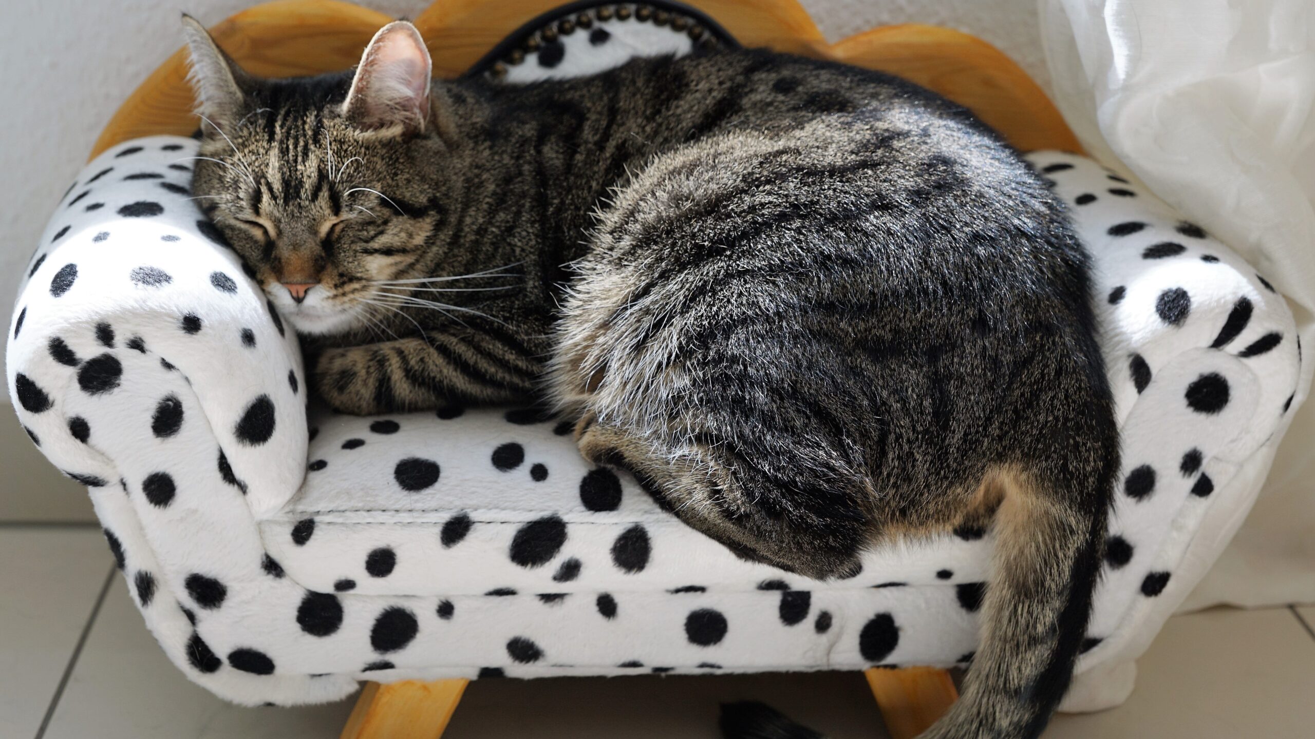 pet thermometer