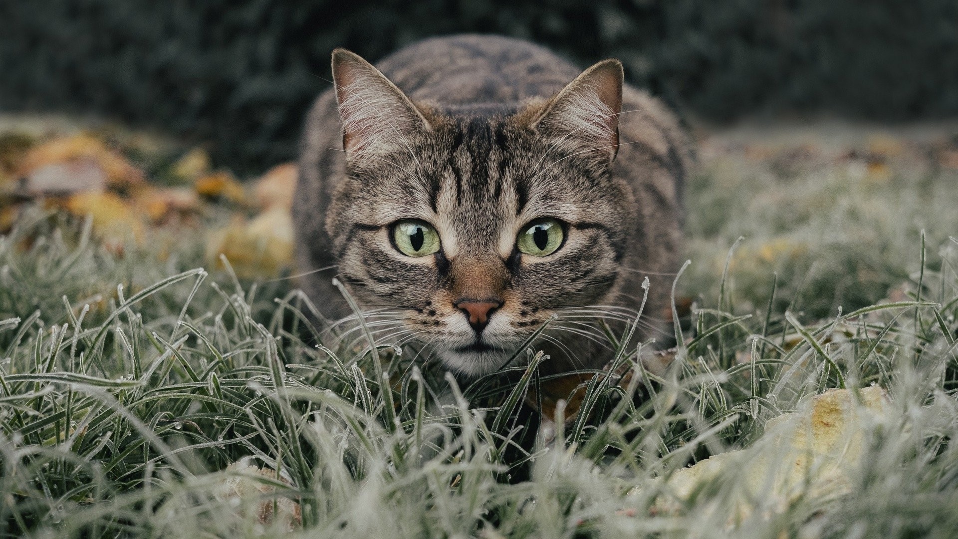 cat-5778777_1920