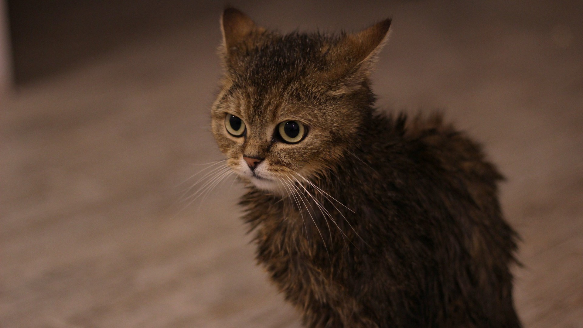 wet cat