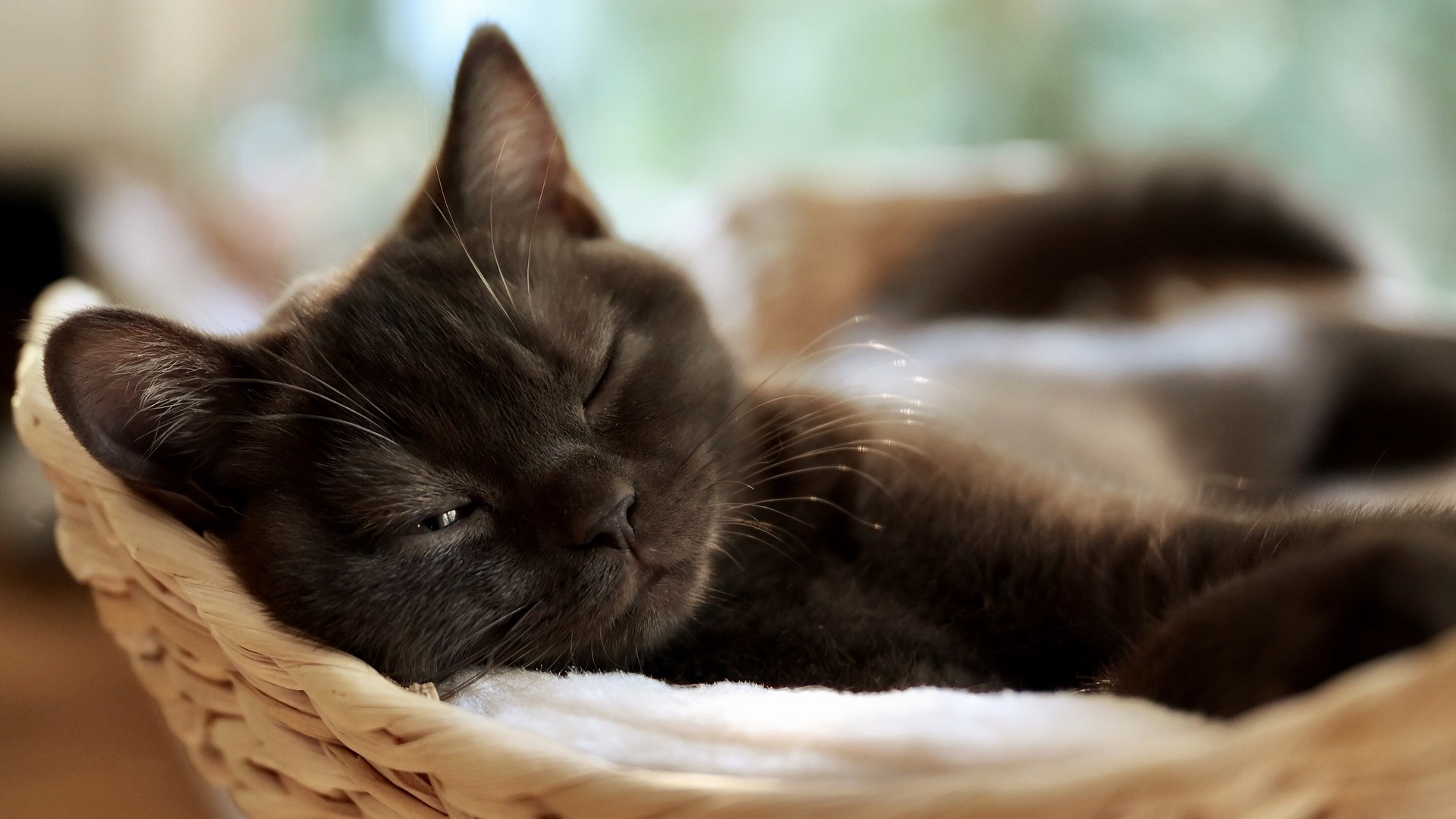 black cat black cat purr