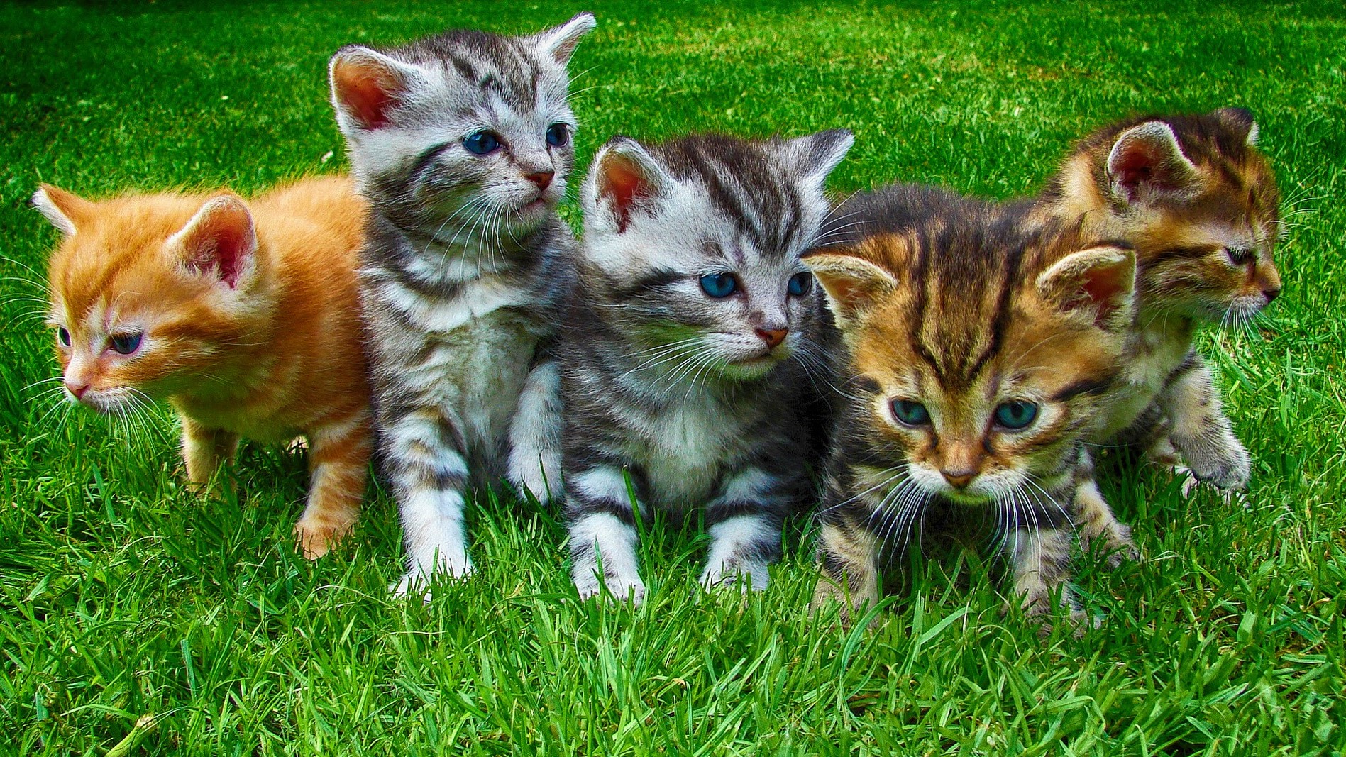 kittens-2641211_1920