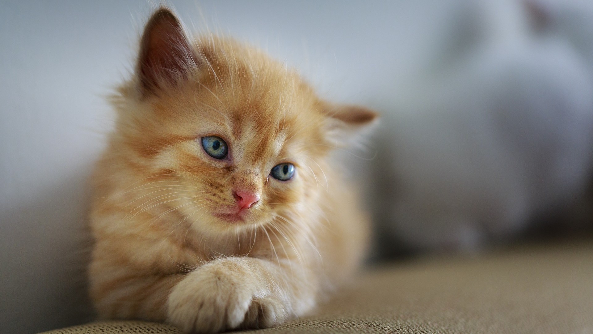 cat-3266673_1920 ginger cat good mental health
