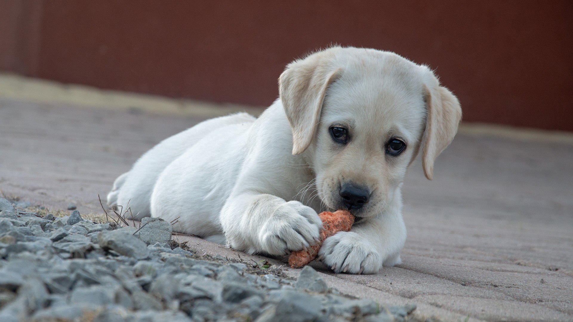 dog-4203732_1920 fawn puppy dog with orange carrot on the floow