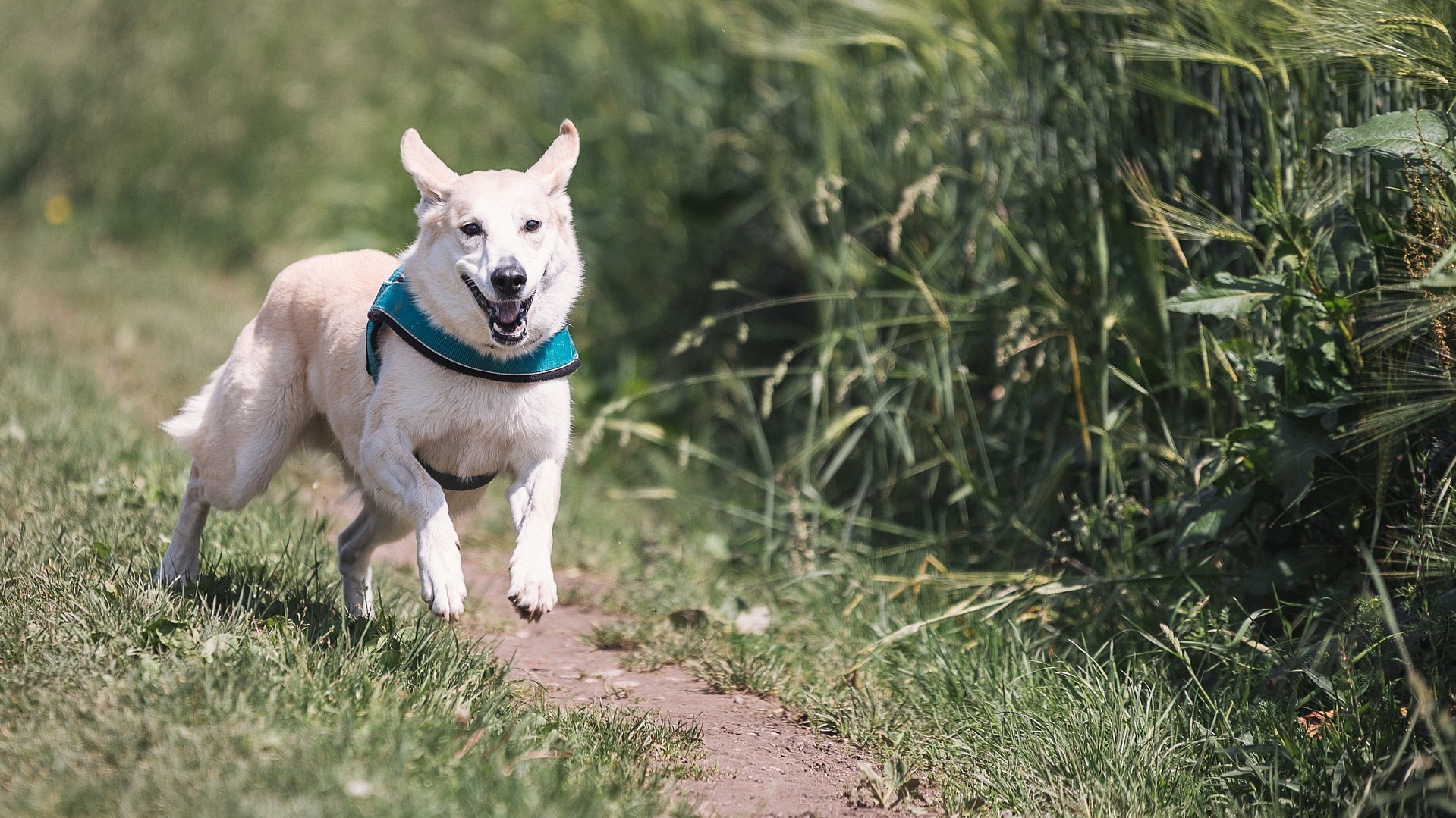 dog-644111_1920 white dog running on a muddy road surrounded by tall green grass
