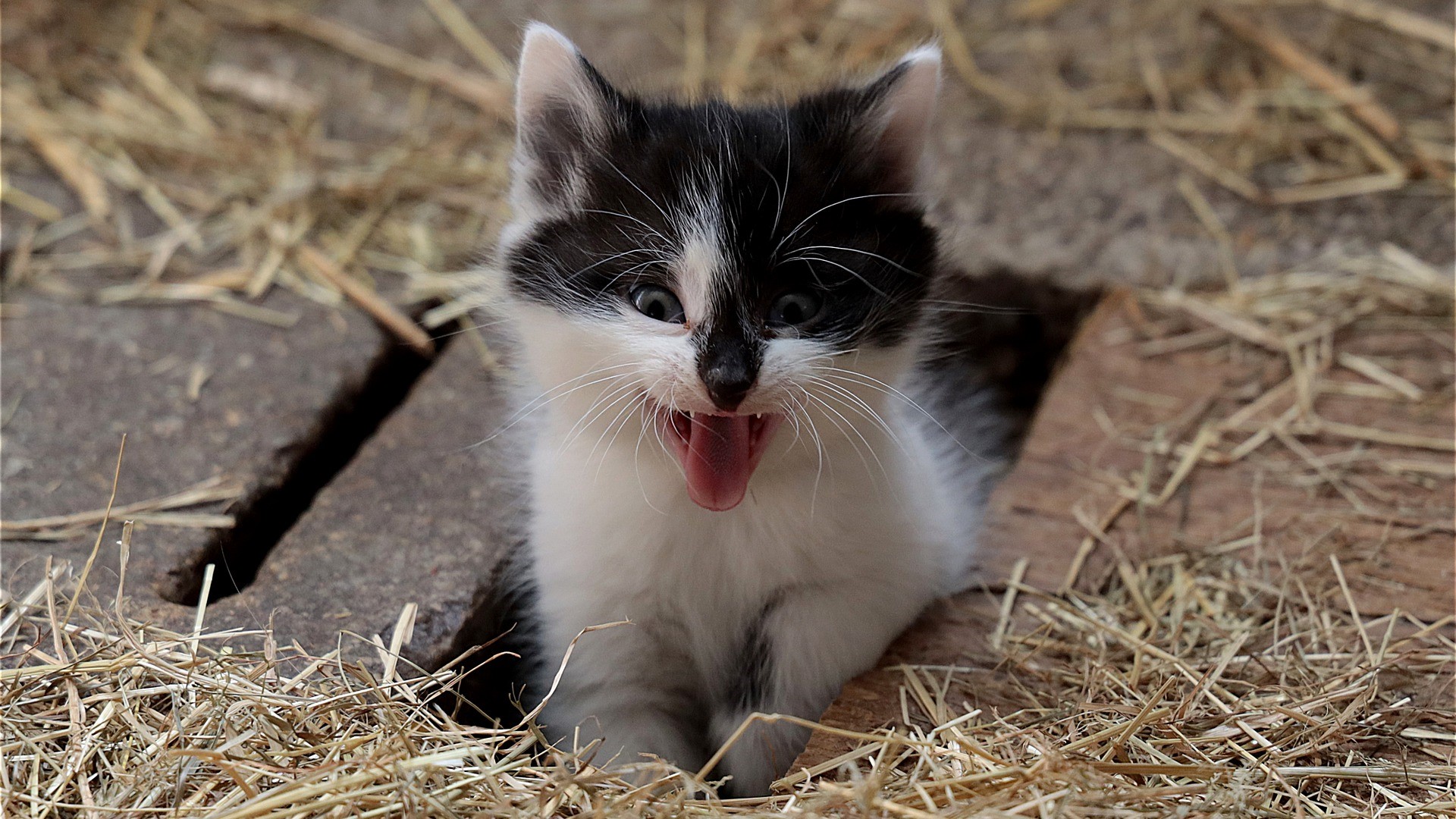 kitten-5074691_1920