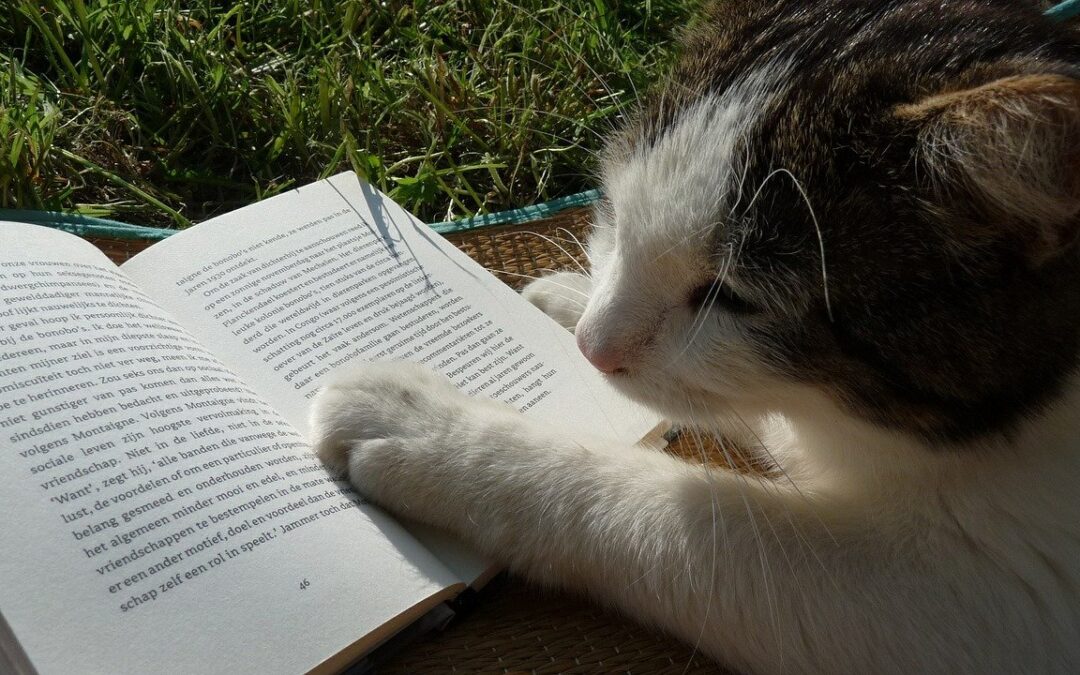 How Can You Train Cats? – A Quick Guide
