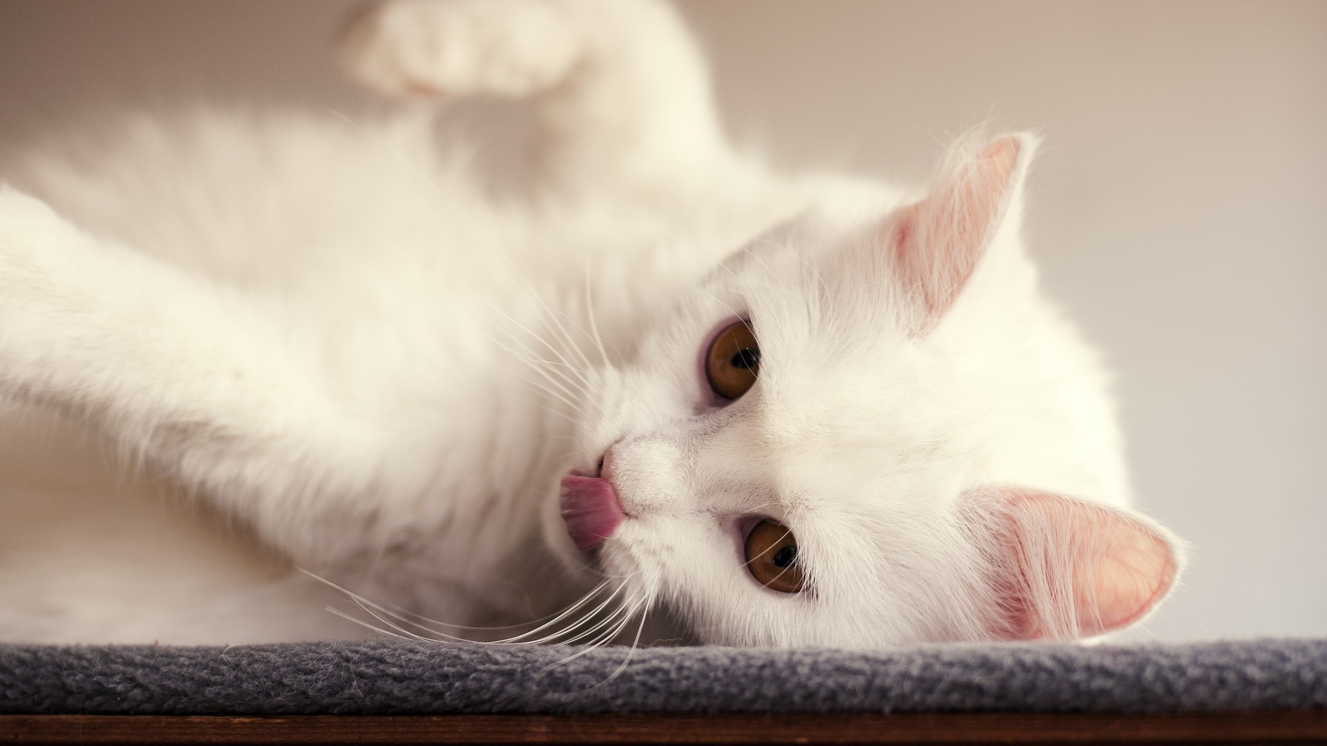 cat-3195117_1920 indoor pet white cat lying down and licking nose