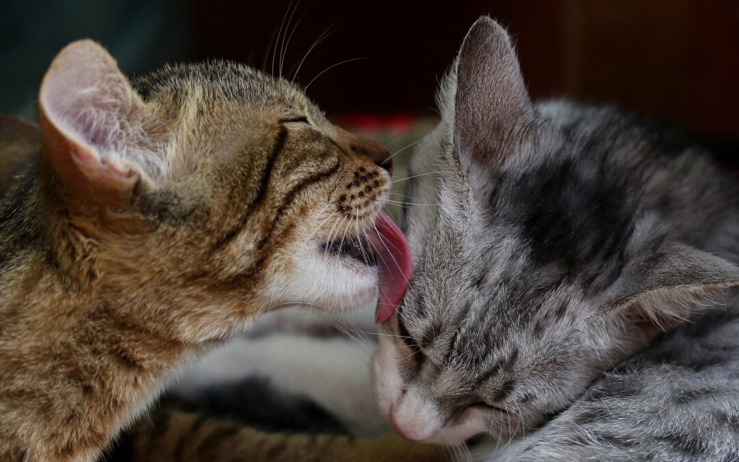 Tips to Introduce Your New Cat to Your Old Cat