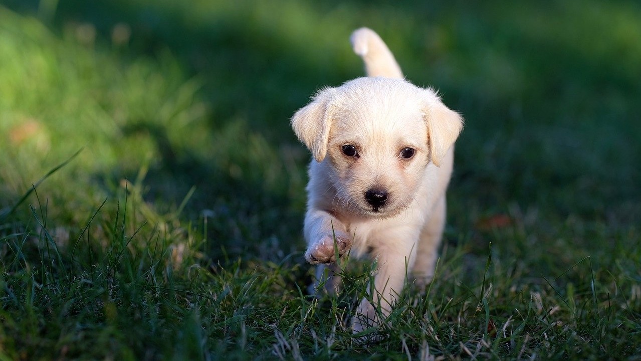 cute-puppy-on-grass-walking cute puppy walking on green grass